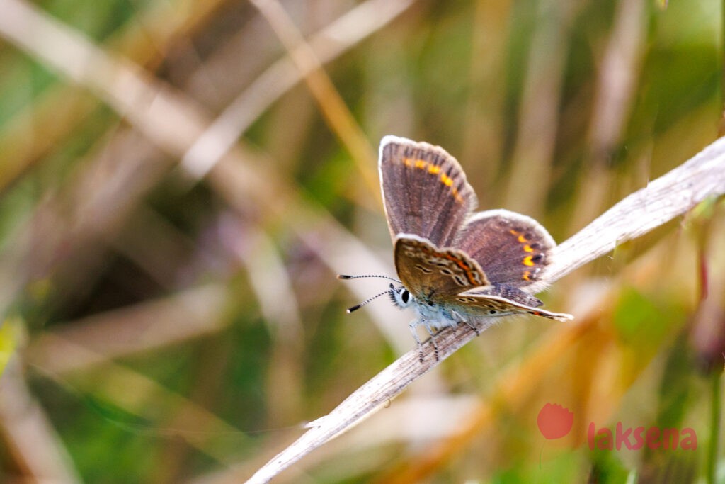 Голубянка (лат.  Polyommatus icarus) самка бабочки новосибирской области