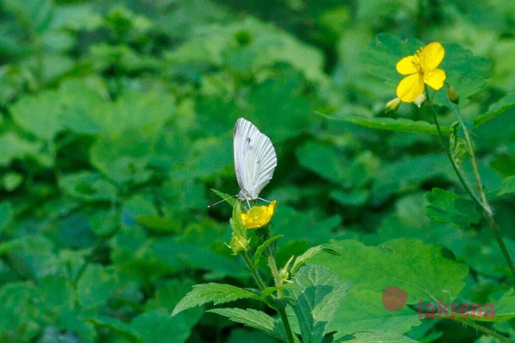 Белянка капустная, капустница (лат. Pieris brassicae) бабочки сибири