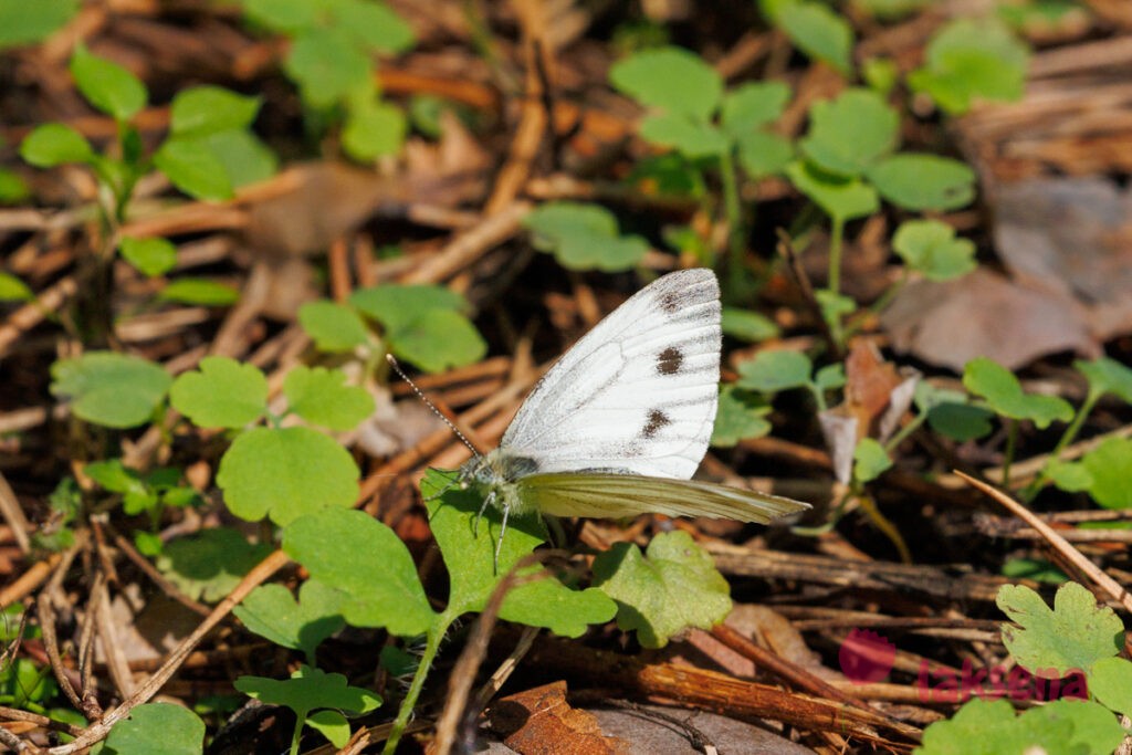Белянка капустная, капустница (лат. Pieris brassicae) бабочка сибирь