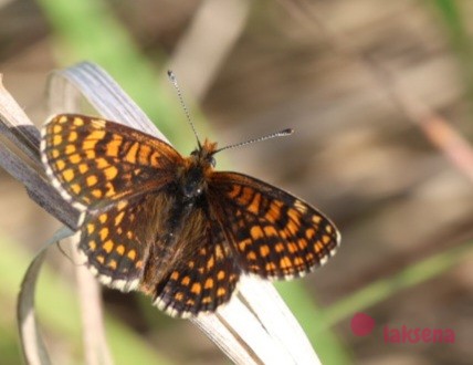 Шашечница Аталия (Melitaea athalia) бабочки сибири
