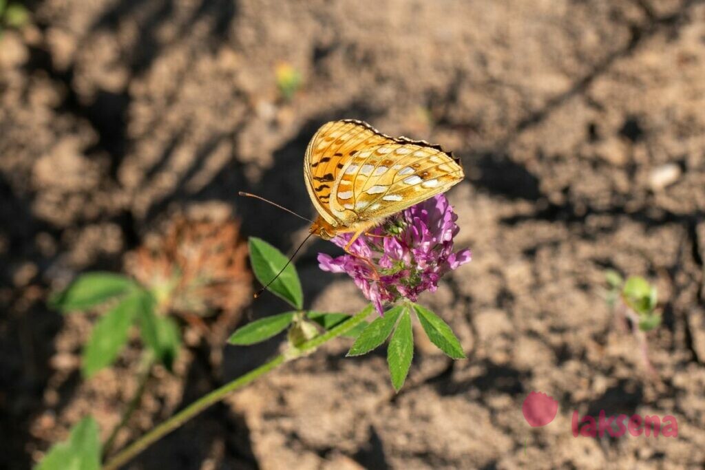 Перламутровка адиппа (лат. Argynnis adippe) бабочки алтая сибири