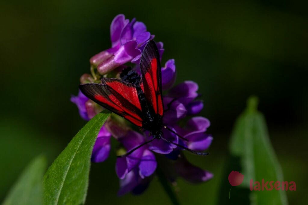 Пестрянка пурпурная (лат. Zygaena purpuralis)