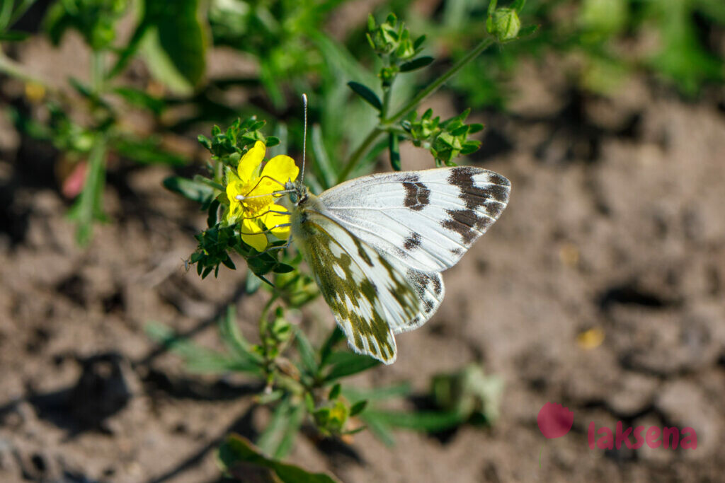 Белянка рапсовая (лат. Pontia edusa) бабочки сибири