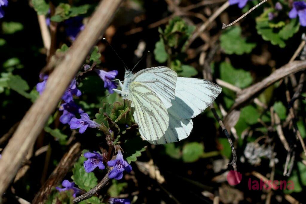 Брюквенница сибирские бабочки