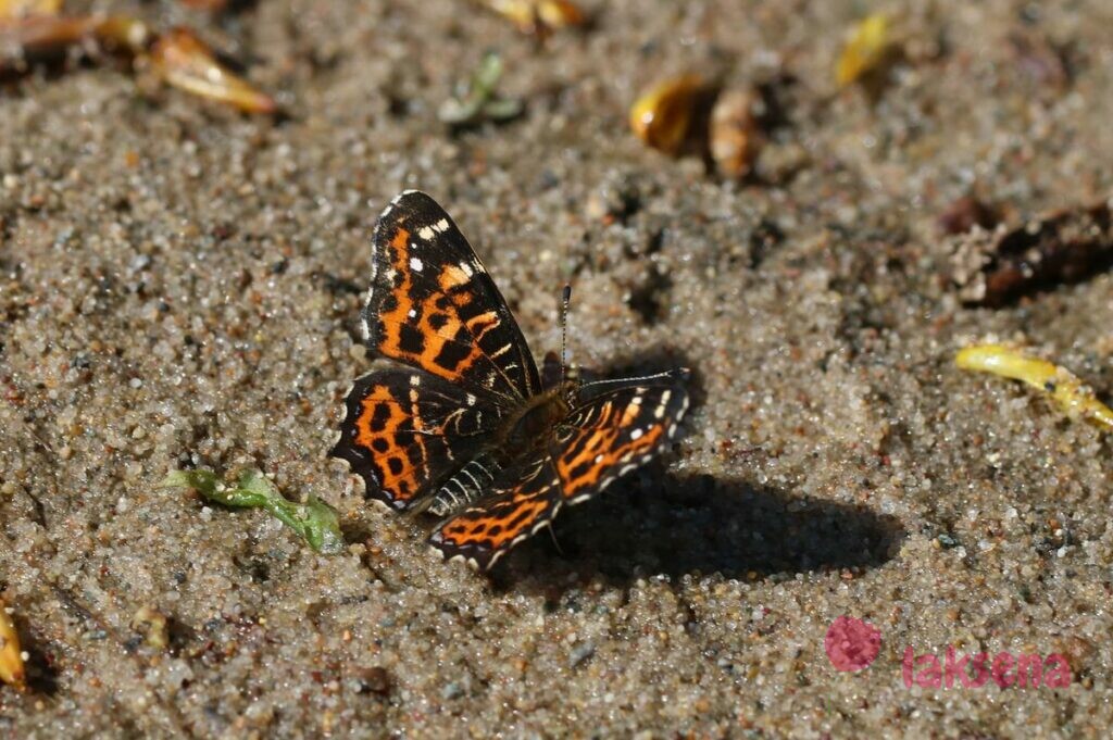 Пестрокрыльница изменчивая, весенняя форма бабочки сибири