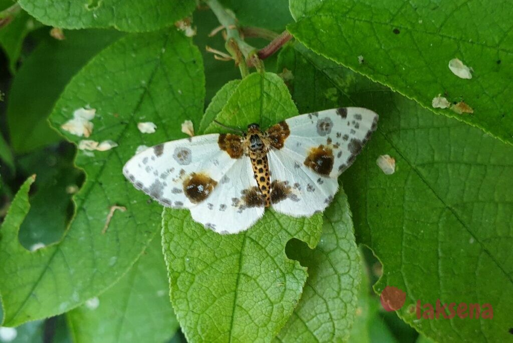 пяденица вязовая сибирские бабочки новосибирская область