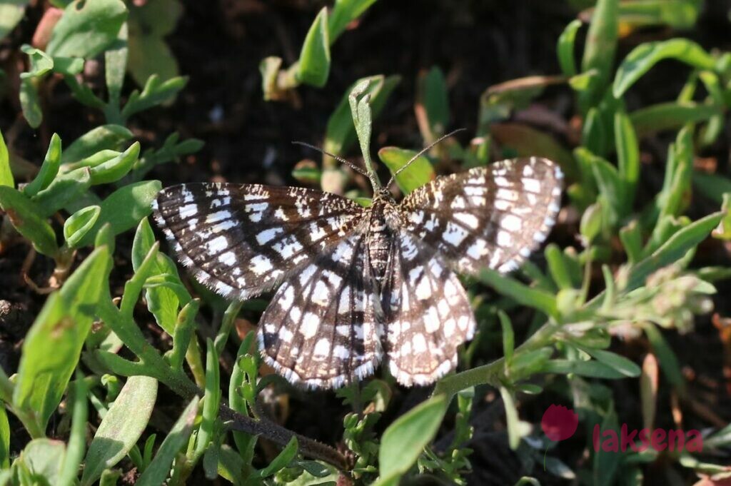 Пяденица клеверная, или пяденица решетчатая бабочки сибири новосибирская область
