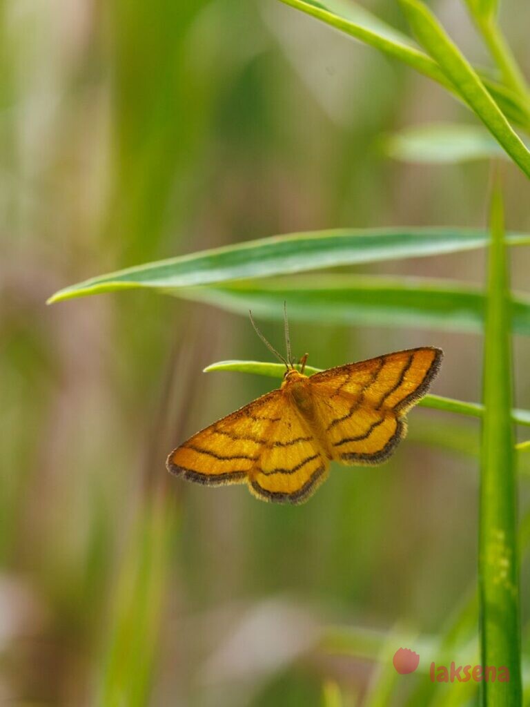 Пяденица малая золотисто-жёлтая (Idaea aureolaria) бабочки сибири