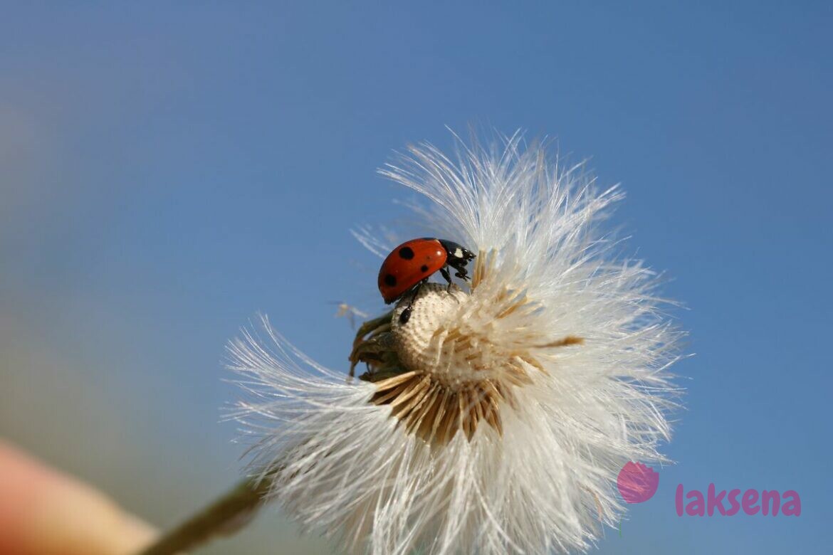 Божьи коровки Сибири