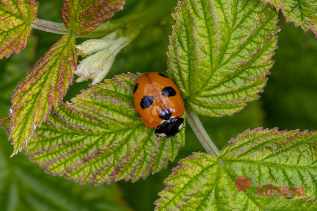 Коровка семиточечная (лат. Coccinella septempunctata L.) божьи коровки новосибирская область