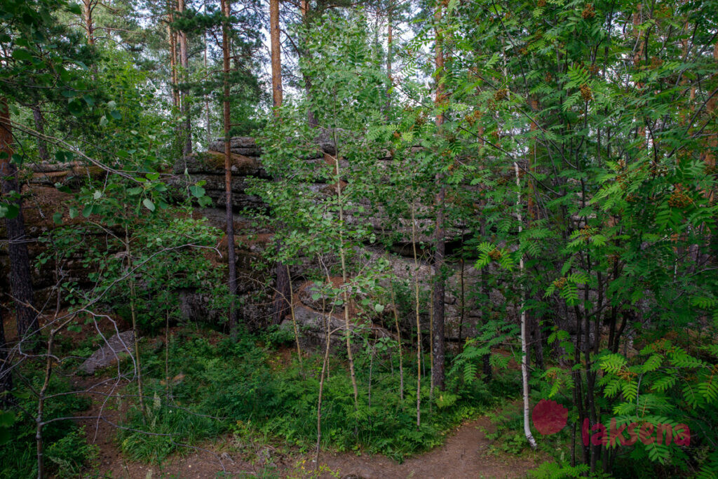 лес горы белокуриха