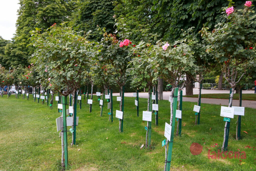 Народный парк в Вене, Фольксгартен розы