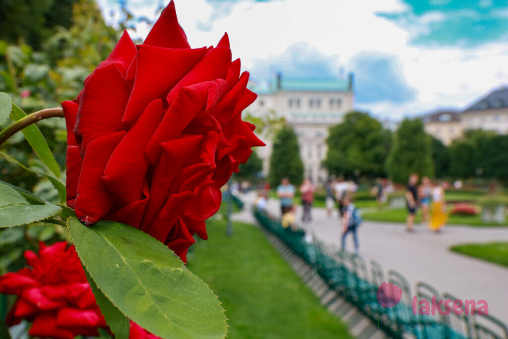розы вена парк