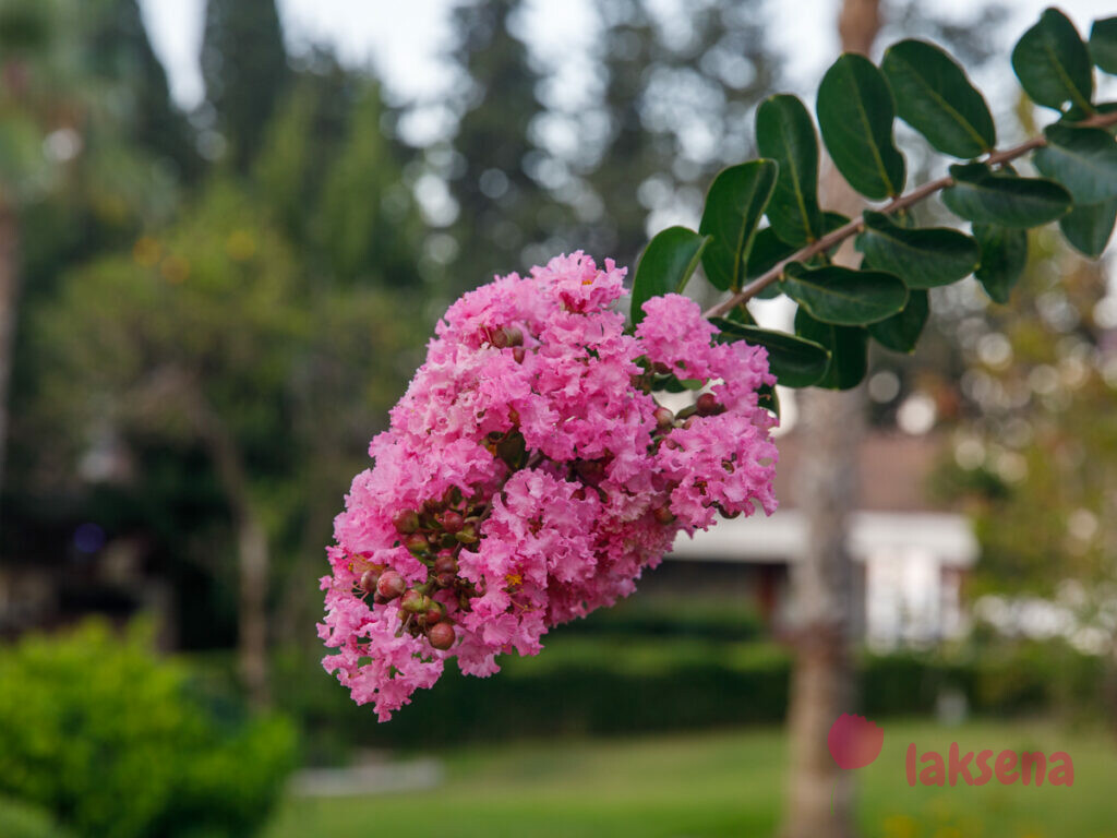 Лагерстрёмия индийская (Lagerstroemia indica) цветы турции