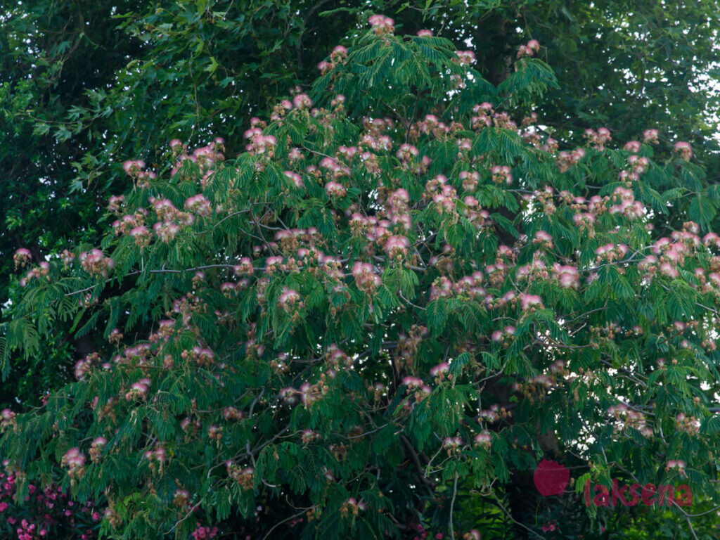 Ленкоранская акация (Albizia julibrissin) цветы турции