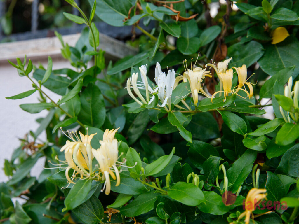Жимолость японская (Lonicera japonica) цветы турции