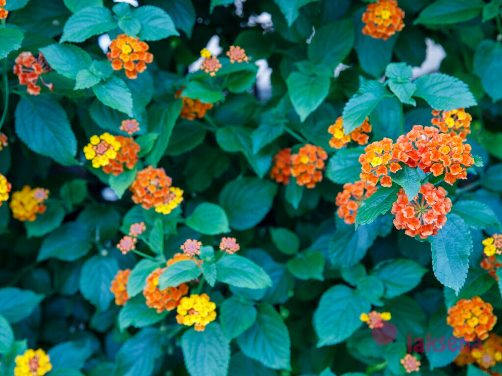 Лантана сводчатая, или шиповатая (Lantana camara) цветы турции