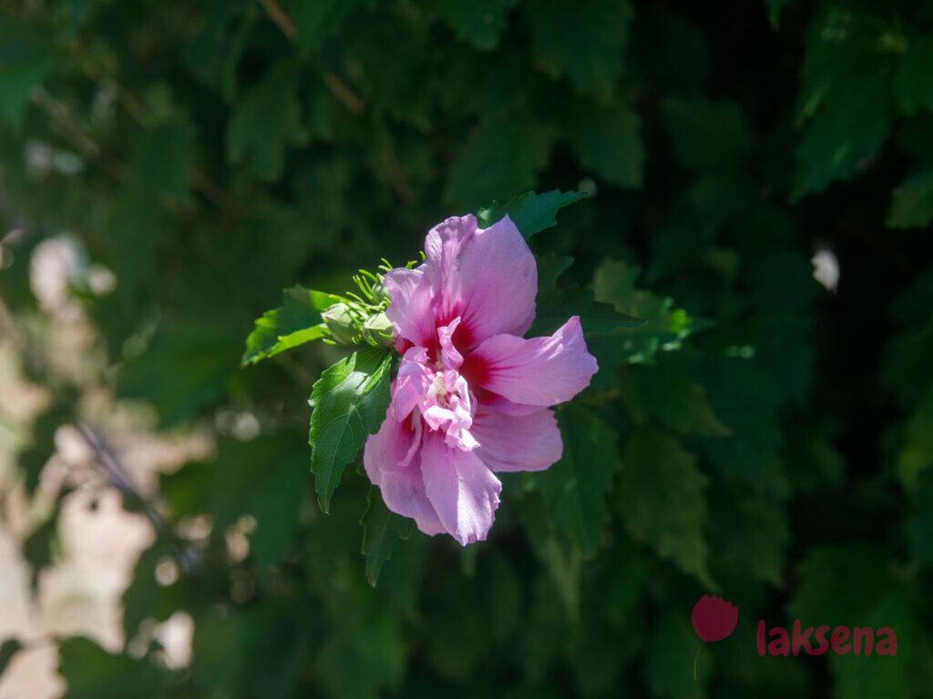 Гибискус, китайская роза (Hibiscus rosa-sinensis)