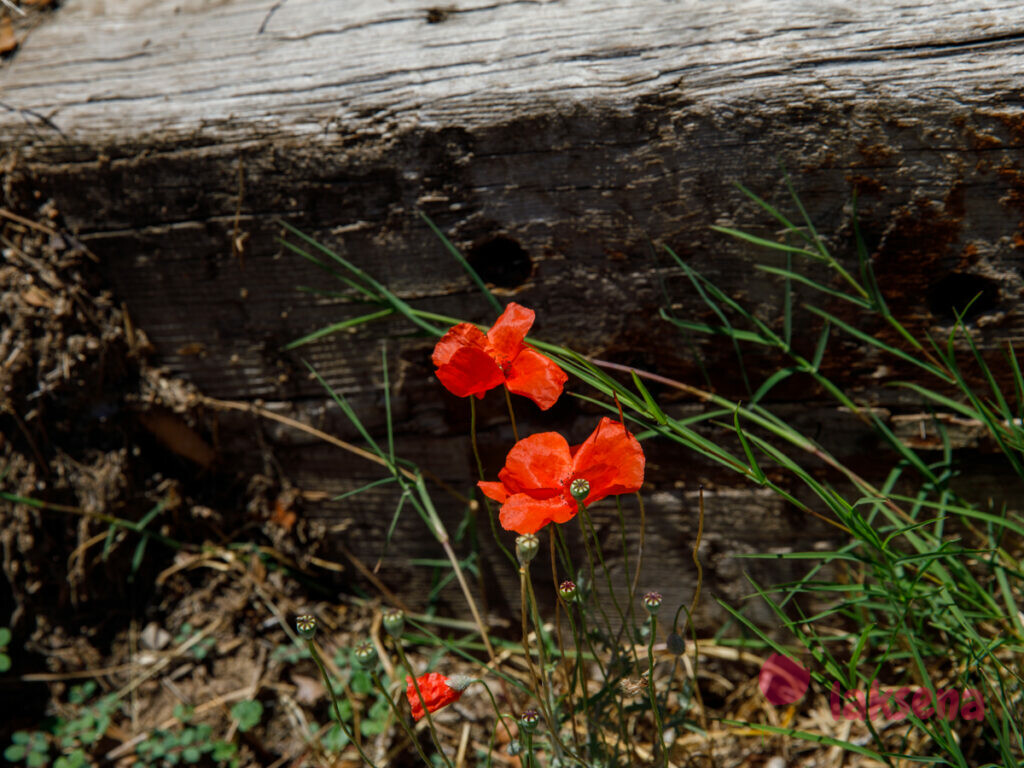 Мак самосейка (Papaver rhoeas) цветы турции