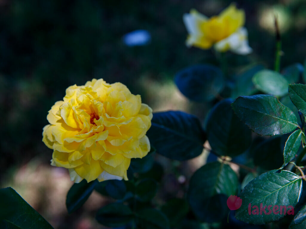 желтая роза цветы турции