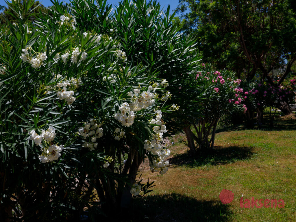 Олеандр (Nerium оleander) цветы турции