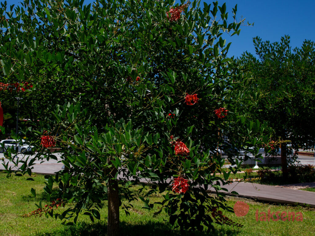 Эритрина (Erytrina) цветы турции