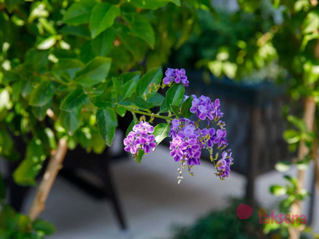 Дуранта, Медовая Капля (Duranta erecta, Duranta repens) цветы турции