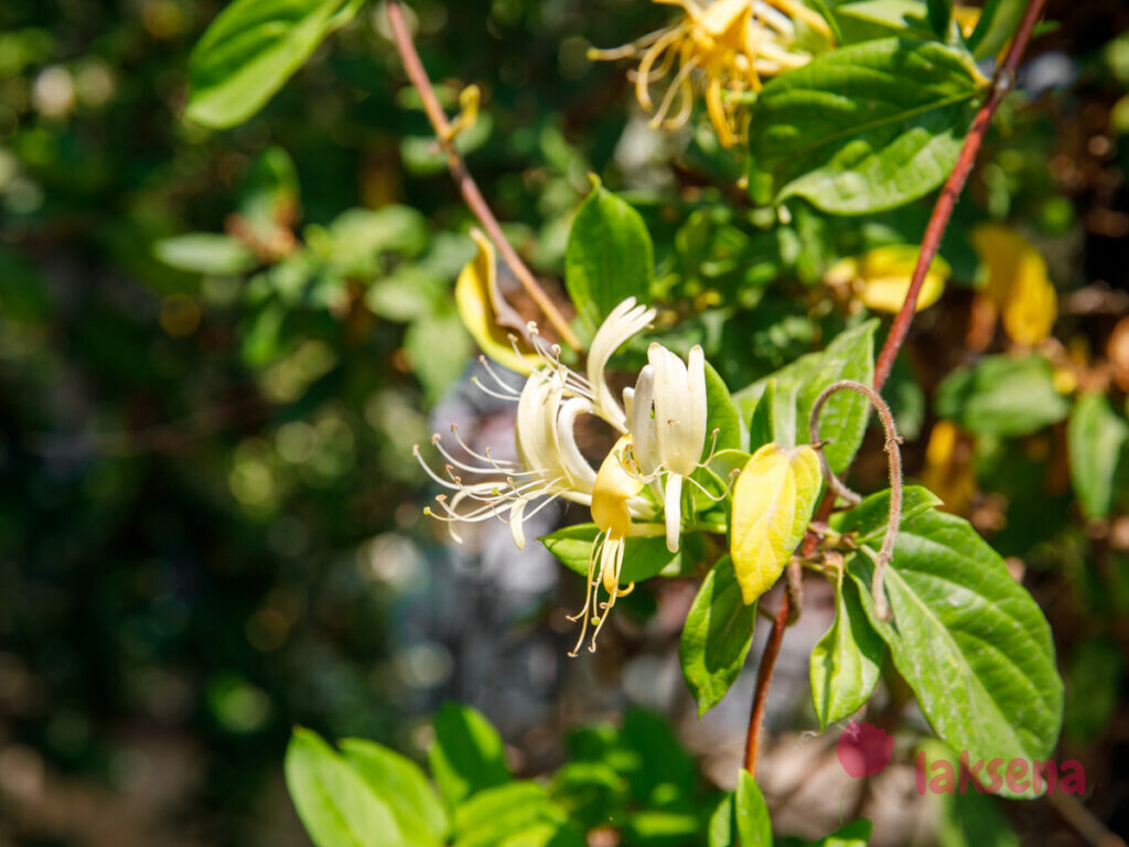 Жимолость японская (Lonicera japonica)
