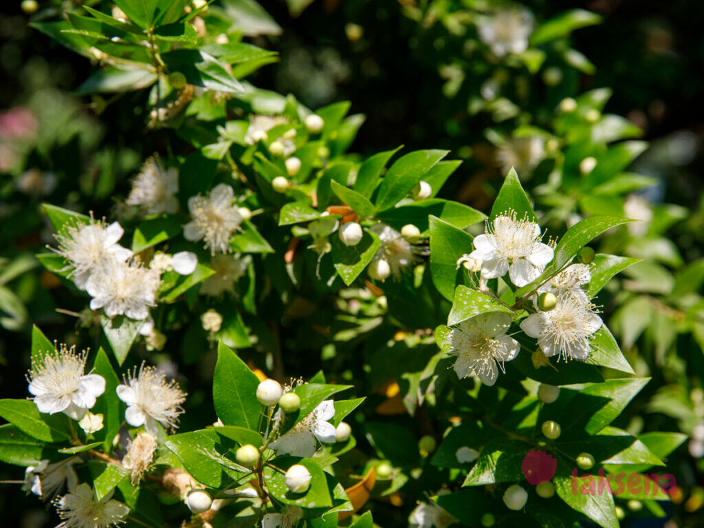 Мирт обыкновенный (Myrtus communis) цветы турции