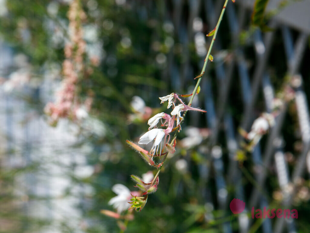 Гаура Линдхеймера (Белая гаура, Розовая гаура) цветы турции