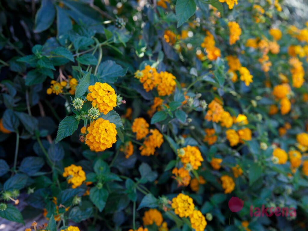 Лантана сводчатая, или шиповатая (Lantana camara) цветы турции