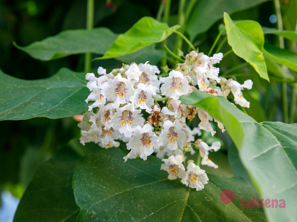 Катальпа бигнониевидная / сиренелистная / обыкновенная (Catalpa bignonioides / syringifolia) цветы турции
