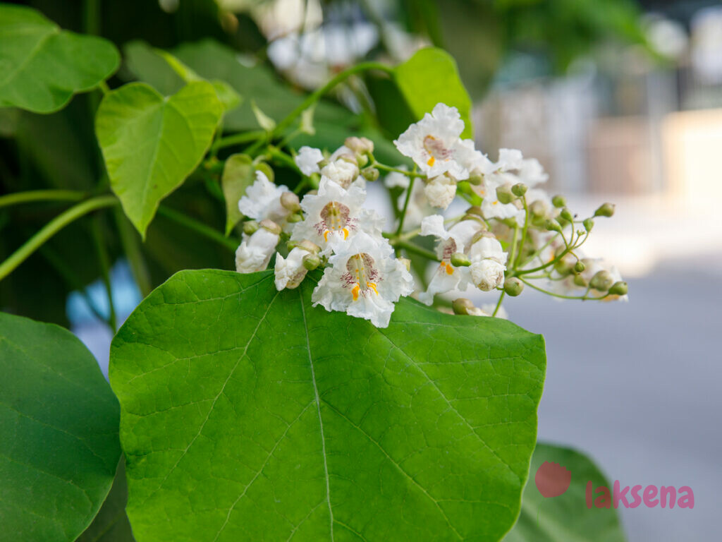 Катальпа бигнониевидная / сиренелистная / обыкновенная (Catalpa bignonioides / syringifolia)