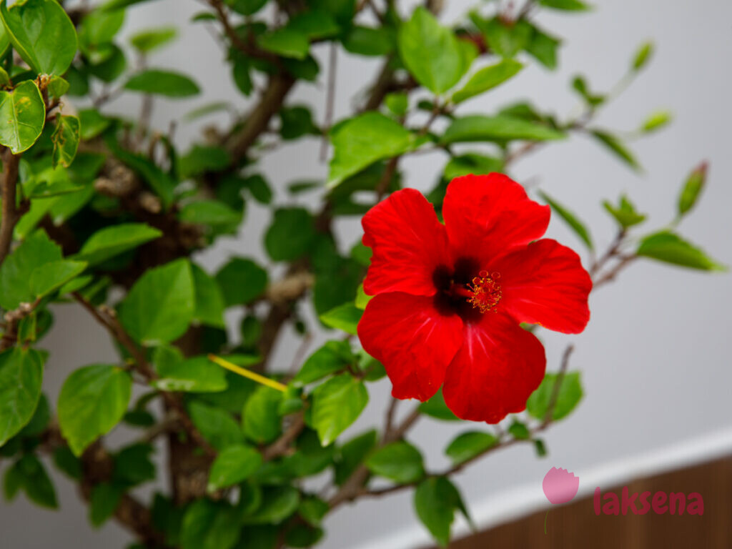 Гибискус, китайская роза (Hibiscus rosa-sinensis) цветы турции