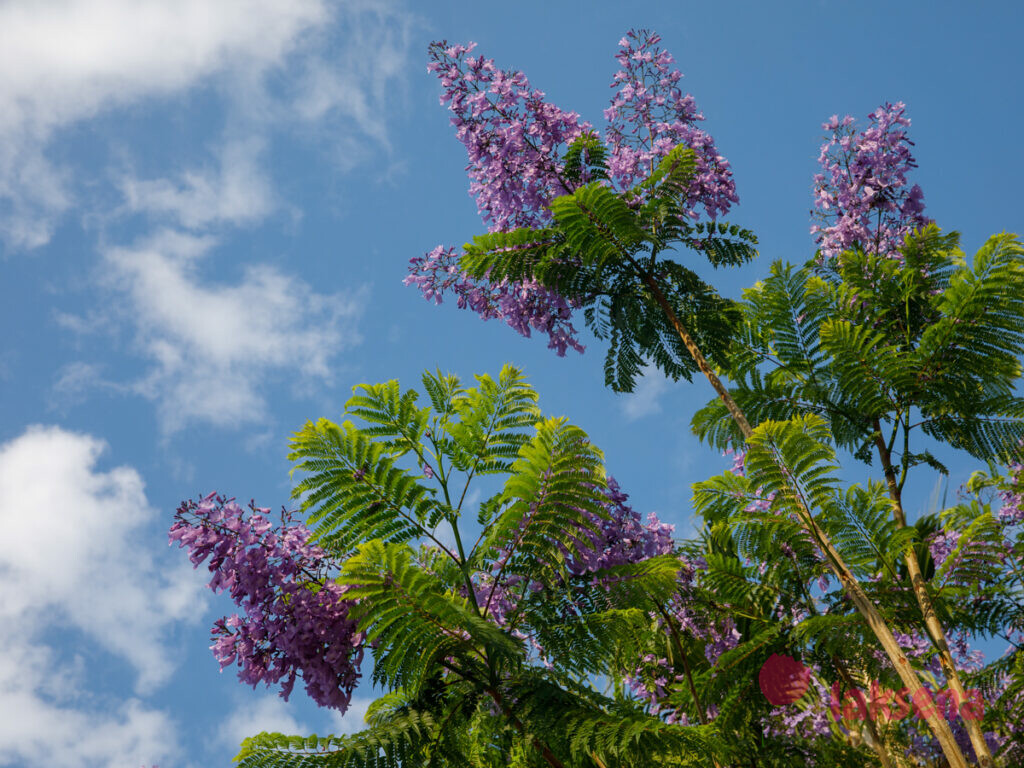 Жакаранда, Джакаранда (Jacaranda mimosifolia, Jacaranda acutefolia) цветы турции