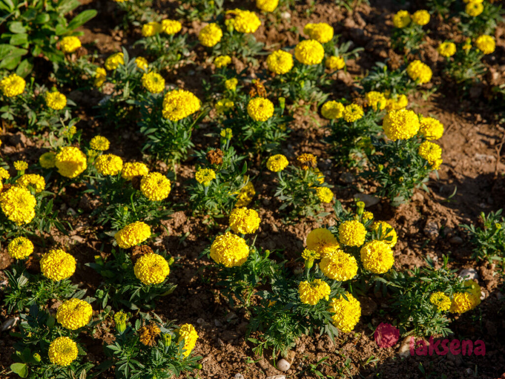 Бархатцы (Tagetes) цветы турции