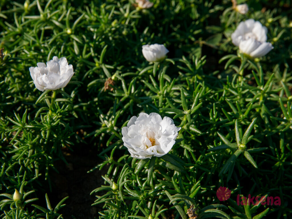Портулак крупноцветковый (Portulaca grandiflora) цветы турции