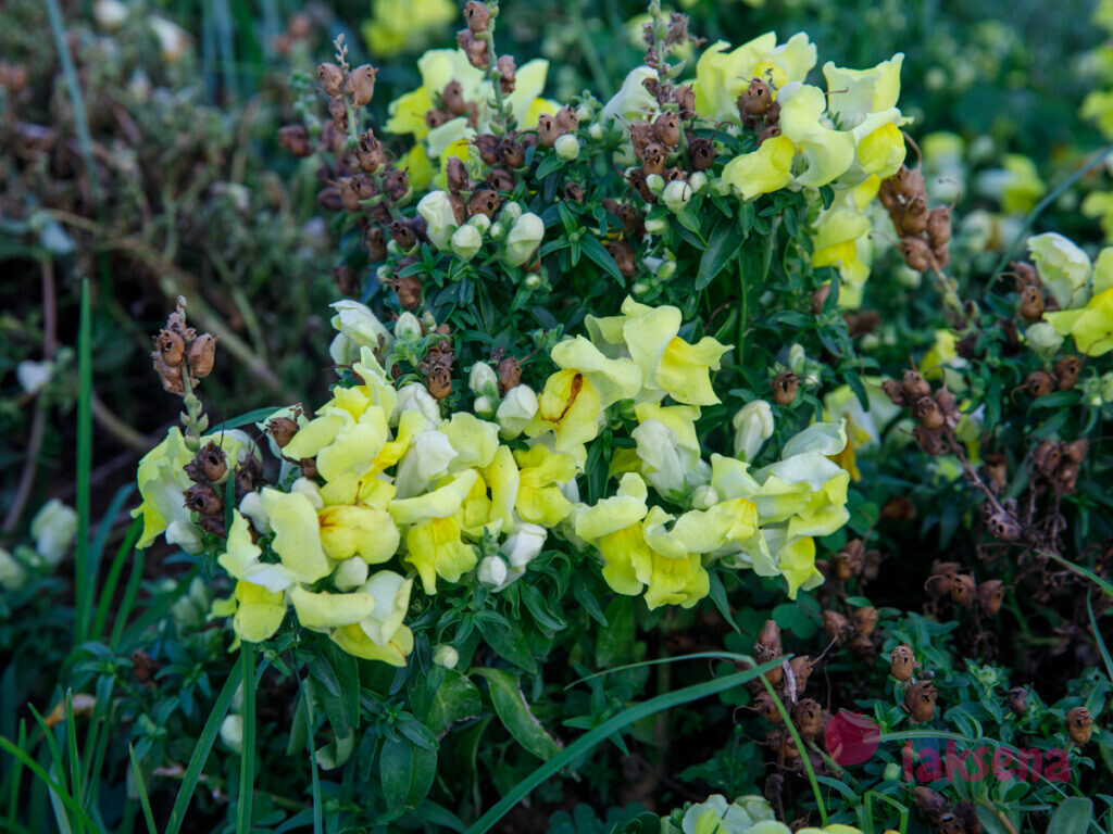 Львиный зев, или антирринум (Antirrinum) цветы турции