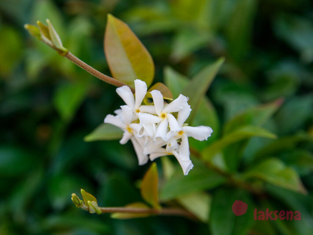 Трахелоспермум жасминовидный (Trachelospermum jasminoides) цветы турции