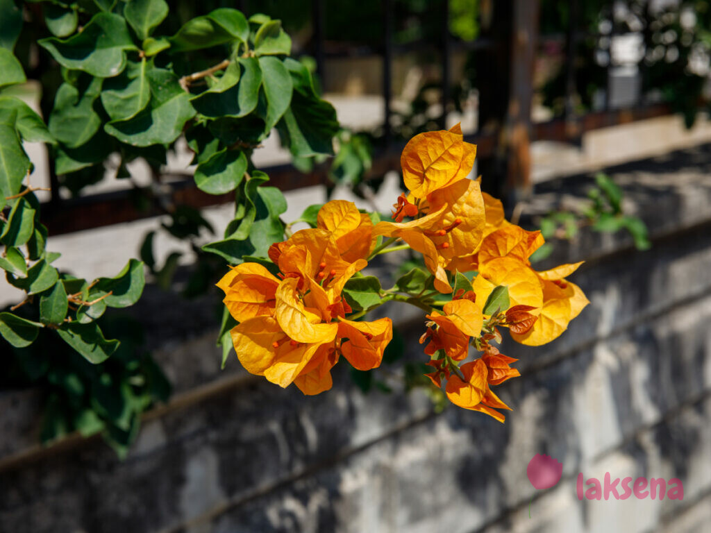 Бугенвиллея (Bougainvillea) цветы турции