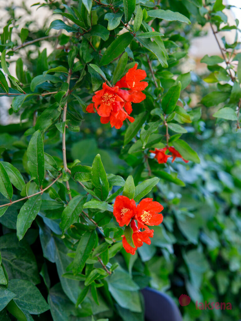 Гранат (Punica) цветы турции