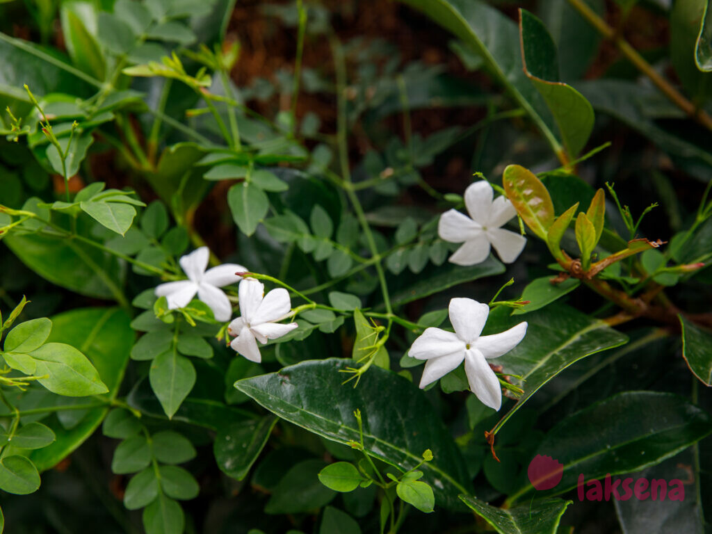 Жасмин лекарственный (белый или настоящий) (Jasminum officinale) цветы турции