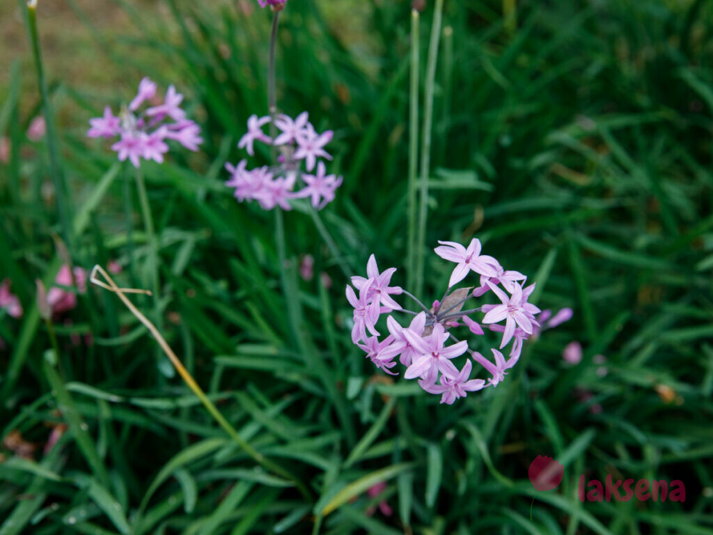 Тульбагия фиолетовая (Tulbaghia violacea, Alliaceae) цветы турции