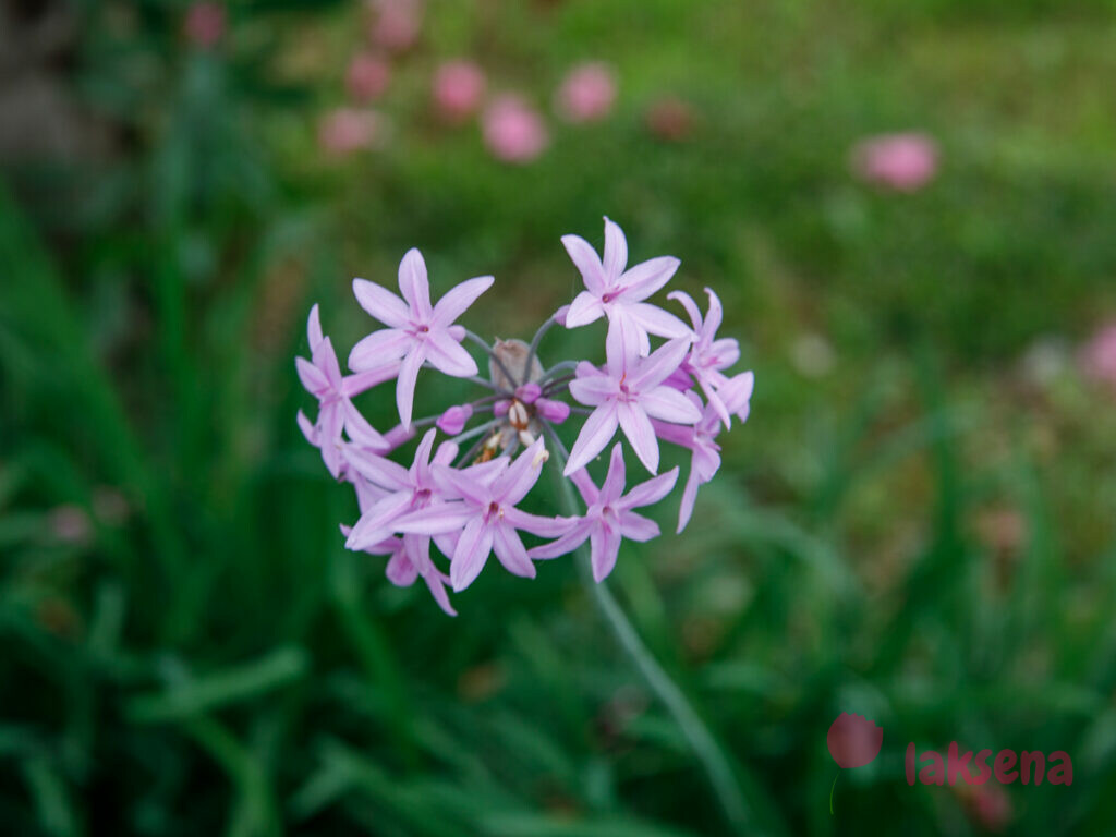 Тульбагия фиолетовая (Tulbaghia violacea, Alliaceae)