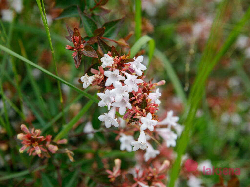 Абелия (Abelia) цветы турции