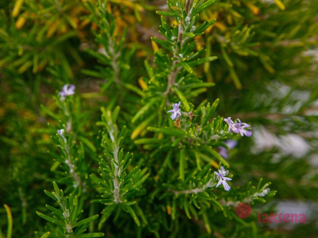 Розмарин (Rosmarinus officinalis) цветы турции