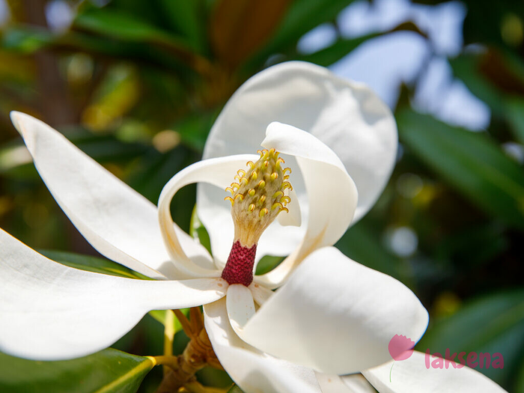 цветы турции Магнолия крупноцветковая (Magnolia grandiflora)