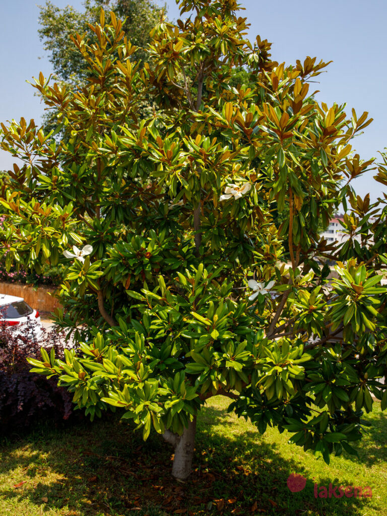 Магнолия крупноцветковая (Magnolia grandiflora)