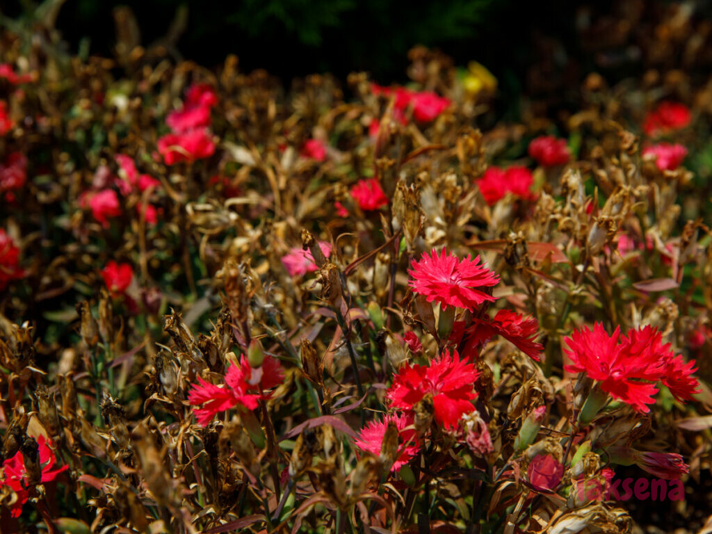 Гвоздика перистая (Dianthus plumarius) цветы турции