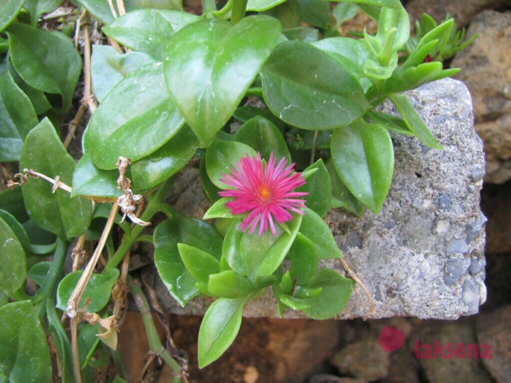 Аптения сердцелистная (Aptenia cordifolia) цветы турции